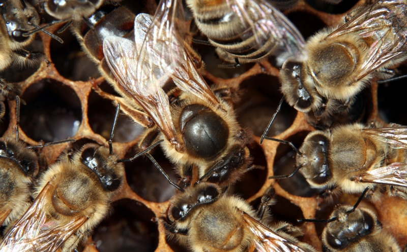 Königin mit Ammenbienen Königin mit Ammenbienen